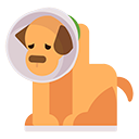 Hasta / Engelli Köpekler